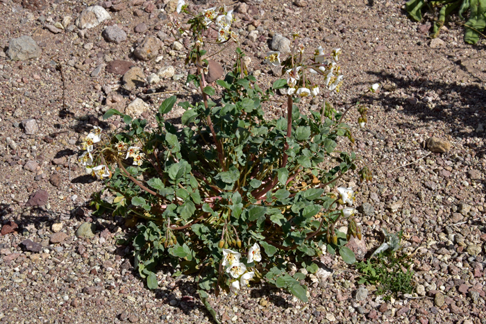 Browneyes, an annual native spring flowering plant may grow up to 2 feet of so. It has 1 or more flowers nodding on the tips of a flowering stem. Chylismia claviformis 